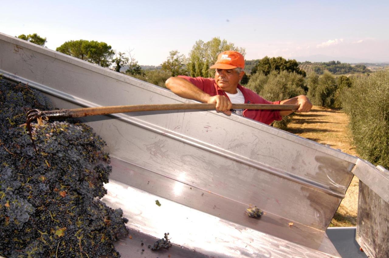 Agriturismo Il Selvino Terricciola エクステリア 写真