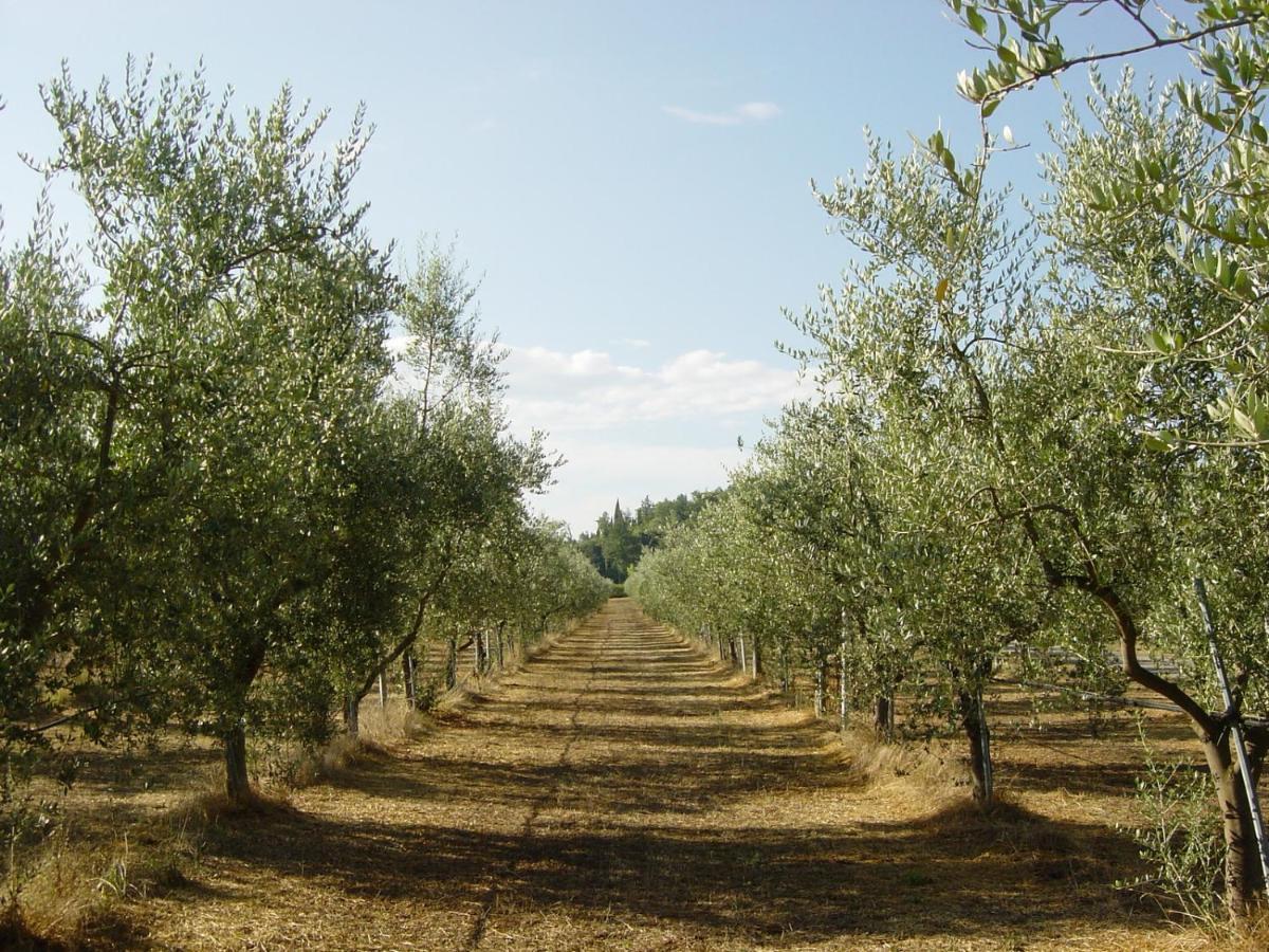Agriturismo Il Selvino Terricciola エクステリア 写真